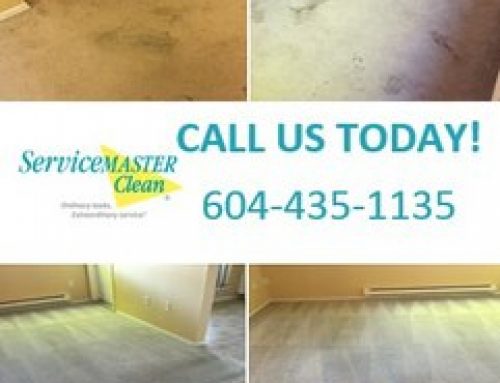 Amazing carpet cleaning result!